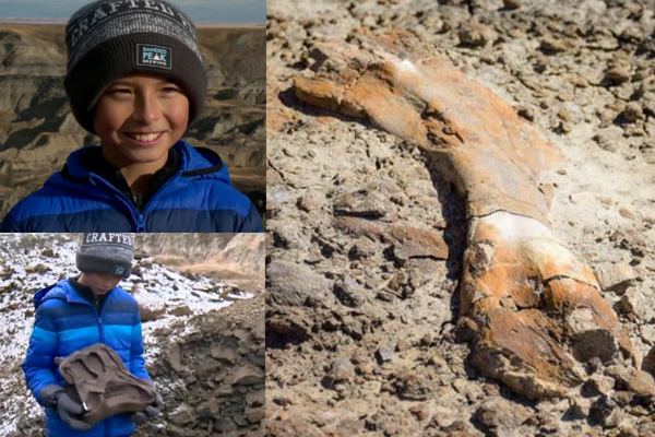 A 12-year-old child discovered the dinosaur skeleton
