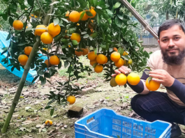 Engineer Nayeem leaves his job and freelancing to pursue agriculture